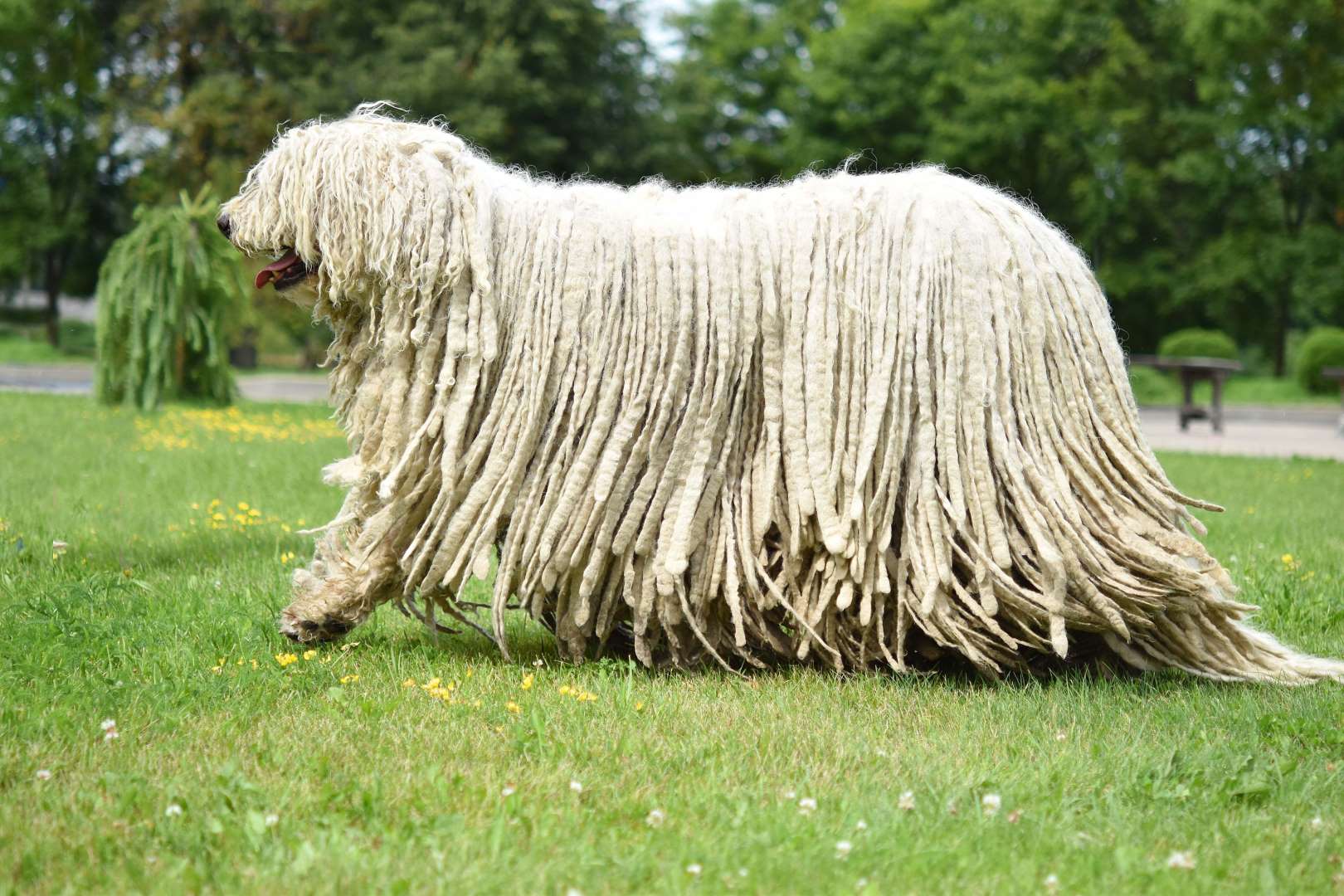 ɶȮKomondor.jpg